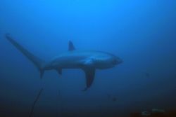 Thresher Shark taken in natural light so as not to scare ... by Simon Trickett 